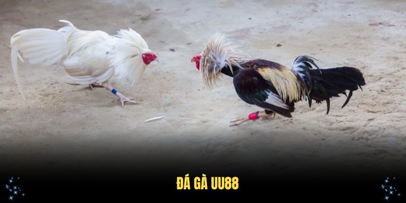Đá Gà UU88 Và Những Hình Thức Cược Thú Vị Tỷ Lệ Thắng Cao