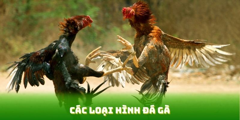 Các Loại Hình Đá Gà Hấp Dẫn Tại UU88 – Trải Nghiệm Đỉnh Cao