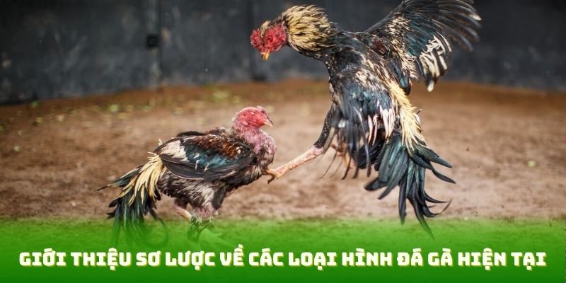 Giới thiệu sơ lược về các loại hình đá gà hiện tại