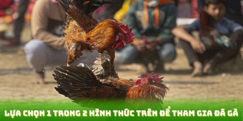 Lựa chọn 1 trong 2 hình thức trên để tham gia đá gà