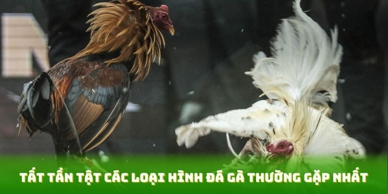 Tất tần tật các loại hình đá gà thường gặp nhất